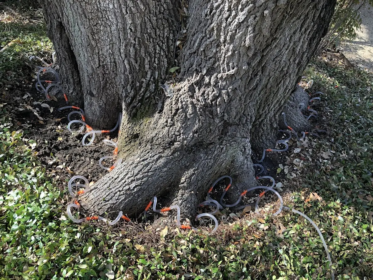 Detailed Tree Cabling and Bracing job site in Zalma